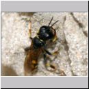 Crossocerus quadrimaculatus - Grabwespe w07d 8mm.jpg